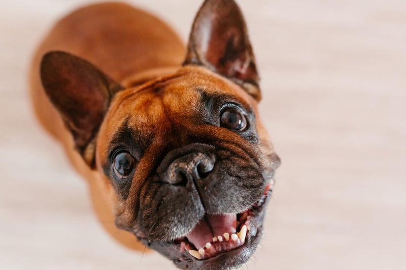 The French Bulldog, the UK's second favourite dog, has an average lifetime cost of £17,589.