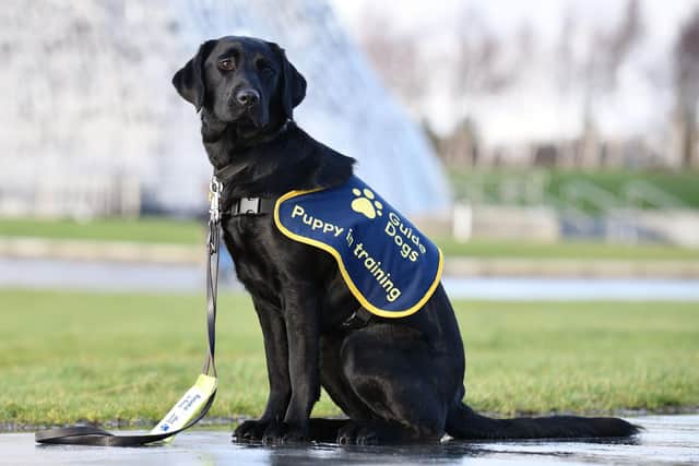 Falkirk couple reveal the rewards of being puppy raisers for Guide Dogs ...