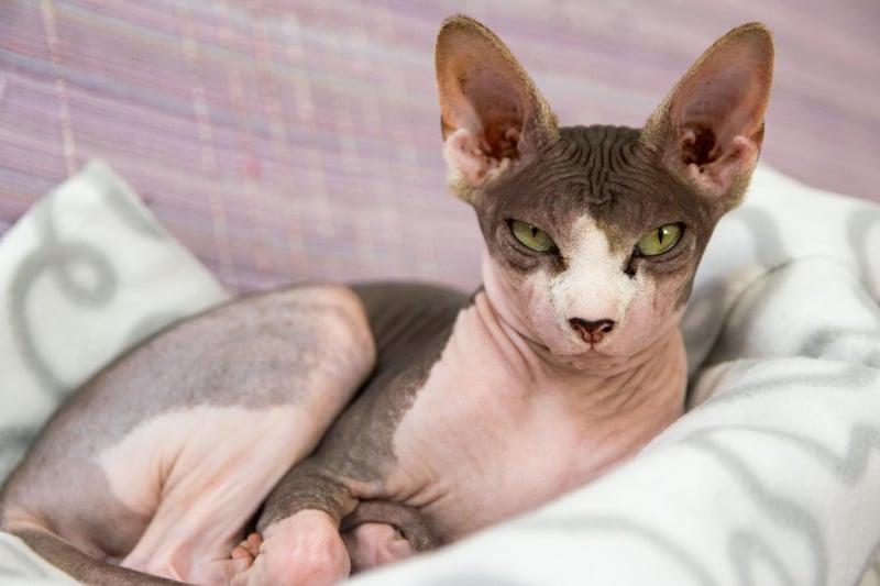 Created by selective breeding starting in the 1960s, the Sphynx Cat is known for its lack of hair - a naturally occuring genetic mutation - and is the ninth favourite cat breed in the UK.