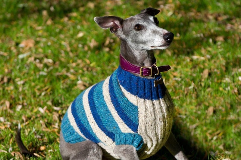 Much like the Greyhound, the Whippet has little in the way of fat, flab or fur to repel the elements. Keeping moving in cold temperatures helps, as does an adorable Whippet jumper.