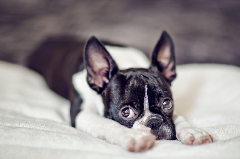 With 1,315 registrations in 2020, the Boston Terrier is the seventh most popular utlility dog in the UK. Known as the 'American Gentleman', the breed was originally used as a fighting dog but is now popular as a beloved family pet.