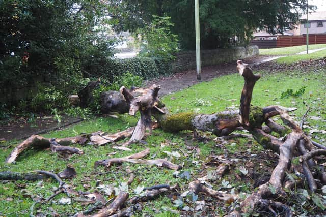 Tree in Braemar Gardens, Dunipace where branch fell off