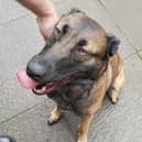 The dog was found wandering alone in Hallglen at 11pm (Picture: Submitted)