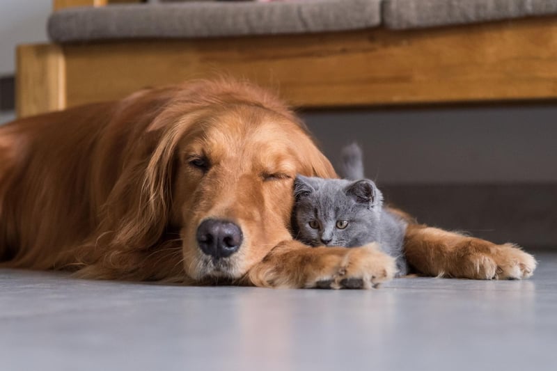 Bailey completes the top five of most popular Golden Retriever names. It is an Old English name meaning 'bailiff' or 'berry clearing'. It was also the name of the doggy lead character in the film 'A Dog's Purpose'.