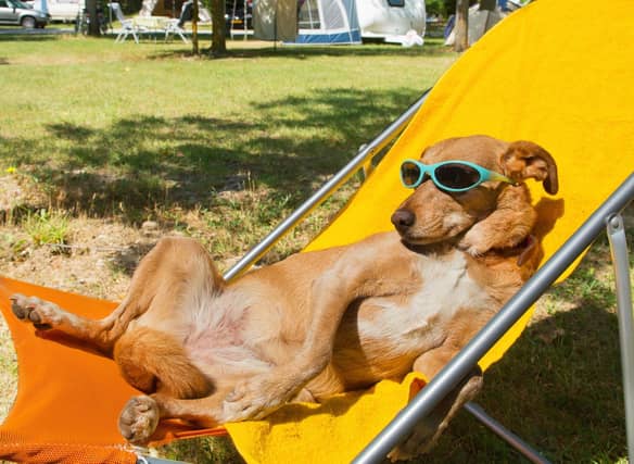 A few simple tips can keep your dog happy and healthy during periods of hot weather.