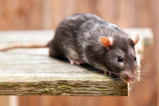 Councillors are reporting complaints about rats across the district