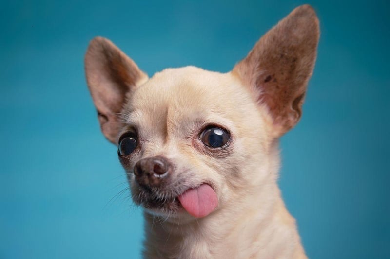 Perhaps surprisingly, small dogs tend to live longer than large dogs - a point proven by the Chihuahua. The tiny breed lives for an average of an impressive 15-20 years.
