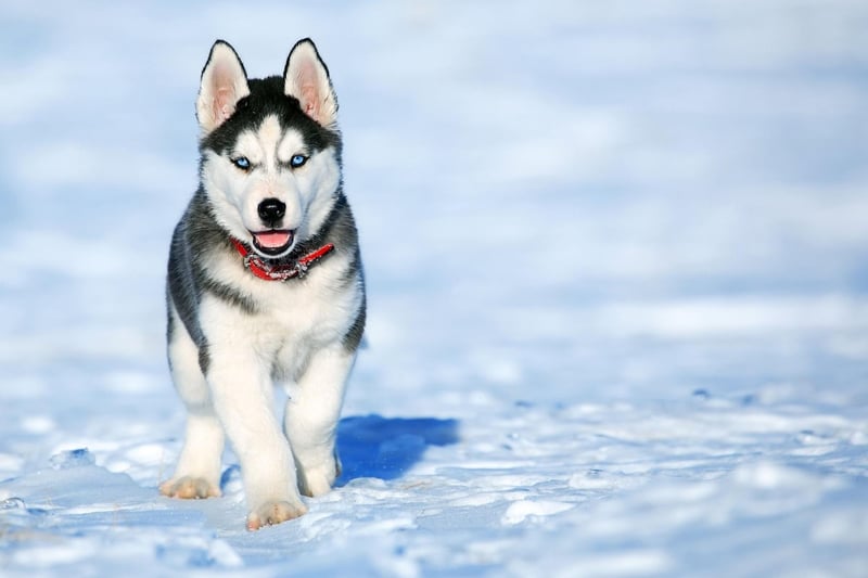 Luna is top dog when it comes to female puppy names. The name is Latin for moon and Luna was a moon goddess in Roman mythology.