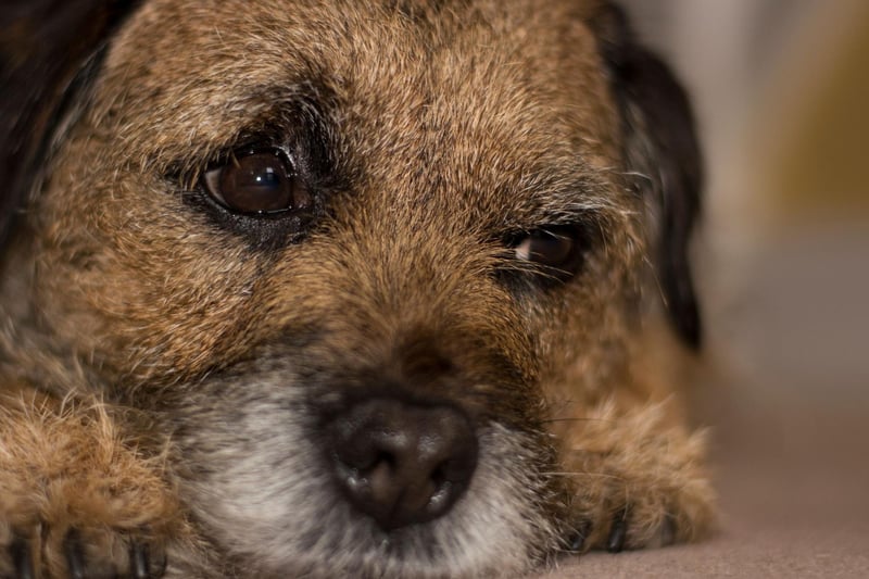 Named after the Scotland-England border where it originated, the plucky Border Terrier has 4,587 Kennel Club registrations, putting it in second place.