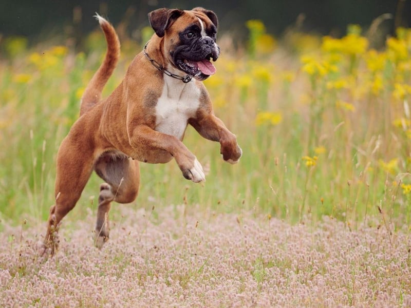 Patient, gentle and affectionate, a Boxer makes a particularly good playmate for children with their endless energy and cheery outlook on life.