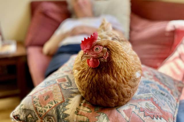 The British Hen Welfare Trust is looking for volunteer drivers to help transport retired commercial hens to their new families
(Picture: Submitted)