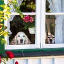Some dogs absolutely hate being left alone while owners go to work - while others don't really mind.