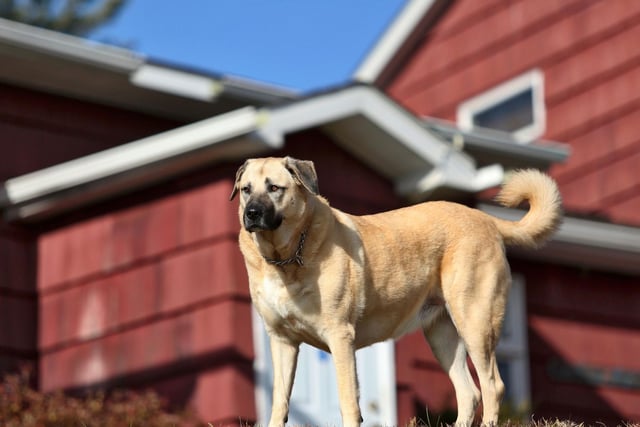 Bred as a guard dog, the fearless Turkish Kangal Dog remains popular in its home country, but less so in the UK where there were no registrations last year. It's faring better this year though, with one registration to date.