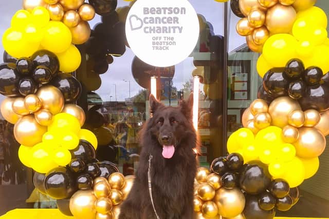 Teddi has been the Beatson's ambassadog over the last year 
(Picture: Submitted)