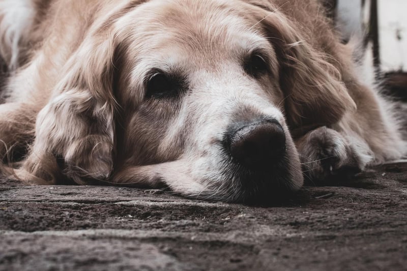 The Labrador Retriever is Britain's most popular dog and has an above-average lifespan of 11.77 years.