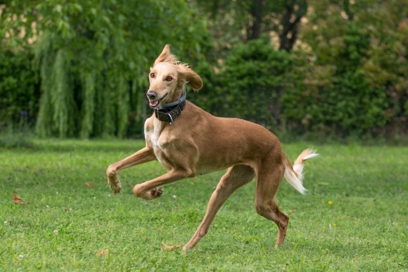 One of the most ancient breeds of dog, the Saluki is thought to date back to ancient Egypt. With a top speed of 42mph they are the second fastest dog breed.