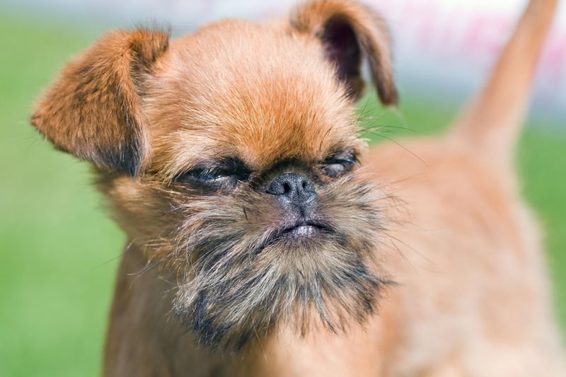 Regularly check your Brussels Griffon's feet, tummy, skin folds and ears for early signs of skin allergies so you can get swift treatment and stop it from getting any worse.