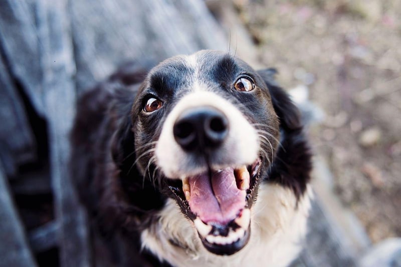 Dog Intelligence These are scientifically the 10 most and least clever