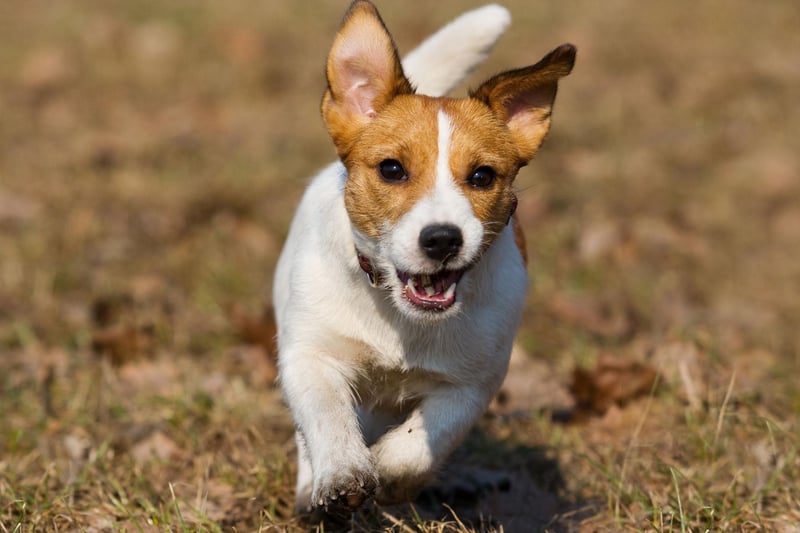 Bred to hunt small animals, the Jack Russell needs plenty of room to roam so will not be happy living in a flat. They can also be tricky to train and stubborn, making them often quite a challenging breed, even for owners with plenty of experience.