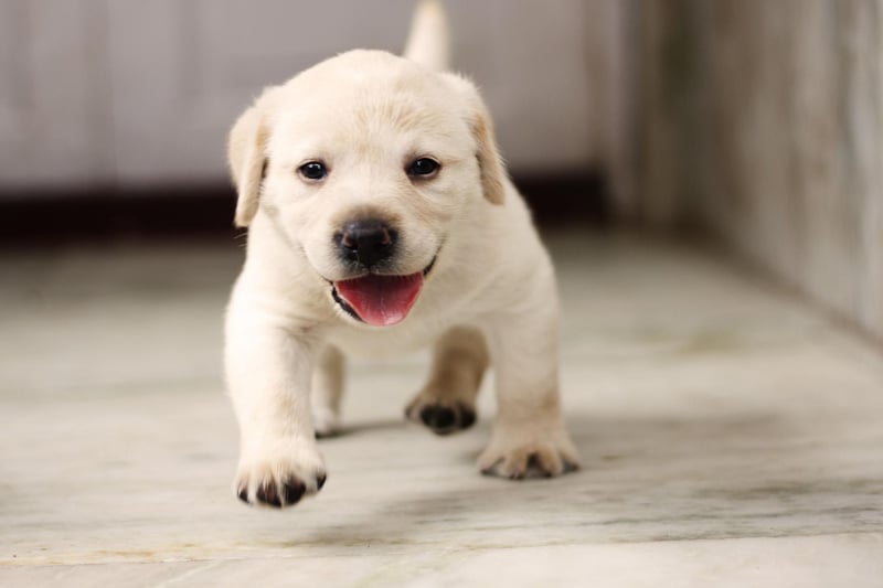 While some dog breeds can be territorial - wanting to be the top dog in their own home - the Labrador is naturally gregarious and sociable. They'll almost certainly get on with other dogs and pets of all shapes and sizes - even cats!