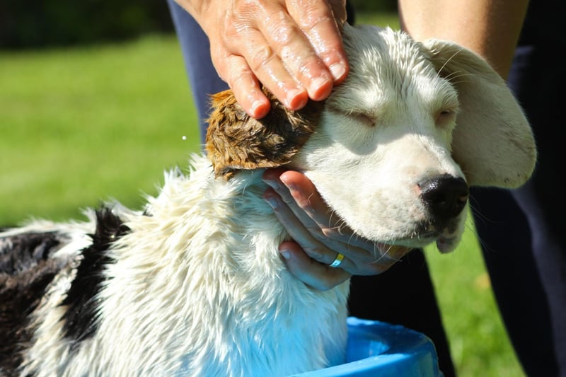 The Beagle naturally has a strong odor that helps them keep track of other pack members when on a hunt. Their oily, short coat is the main source of the smell.