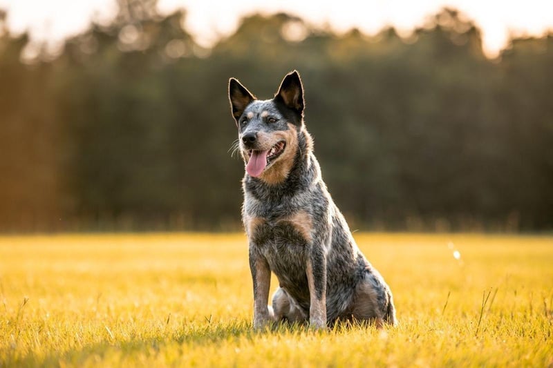 Dog Training The 10 easiest to train breeds of adorable dog
