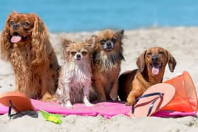 Most dogs love a trip to the beach - but owners need to make sure that they stay safe on the sand.