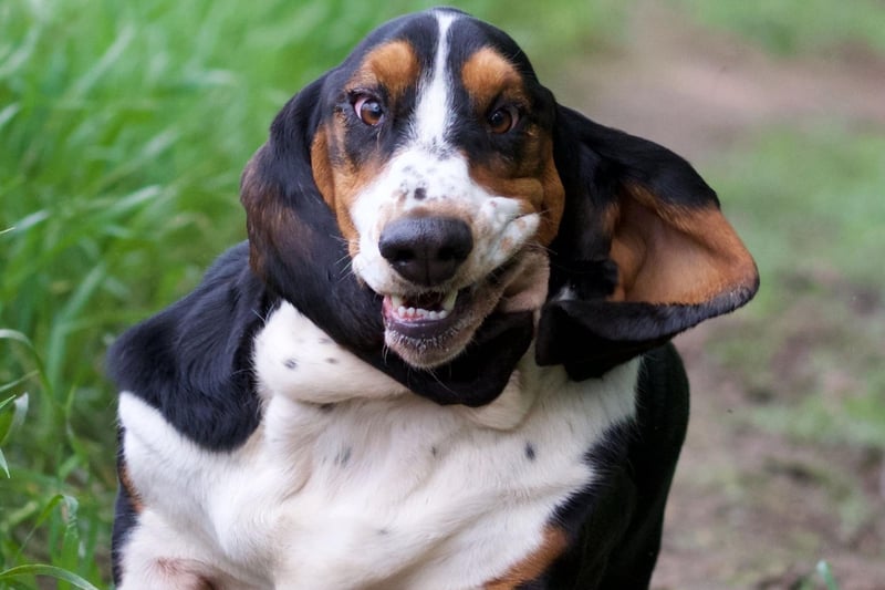 The Basset Hound has more bone per pound than any other dog - meaning that although they stand only around 15 inches tall, they weigh in at up to 70 pounds. Good luck carrying one of these hefty pups.