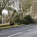 An 84-year-old man died shortly before midnight when the car in which he was a passenger collided with a fallen tree in Beancross Road, Grangemouth. Pic: Michael Gillen