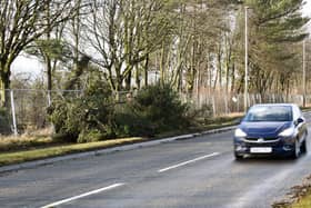 An 84-year-old man died shortly before midnight when the car in which he was a passenger collided with a fallen tree in Beancross Road, Grangemouth. Pic: Michael Gillen