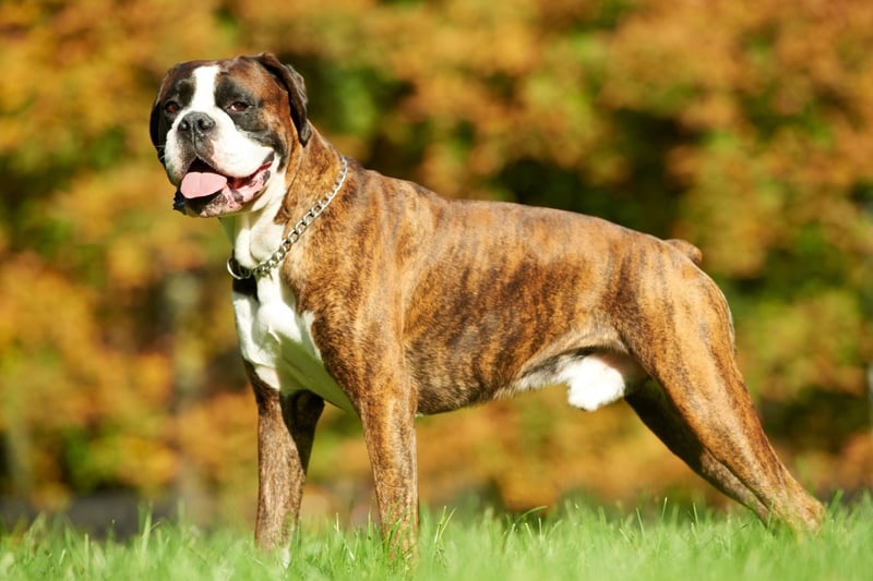 With their athletic figure and a thirst for adventure, you'd think that water wouldn't provide much of a problem for the Boxer. Even with these dogs though, the flat face is a huge issue - keeping their head above the water is such an effort that they tire quickly, with a high risk of drowning.