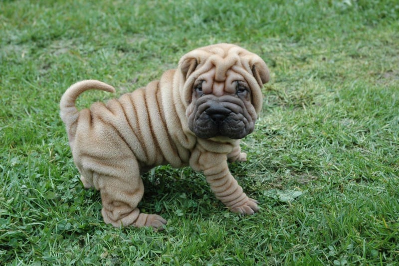 Originally from China, where they were used as hunting dogs, the Shar-pei is relatively low energy, happy to be left on the sofa for a while. They tend to be fiercely loyal to a single person, to the point that they may be aggresive to strangers, making for good guard dogs.