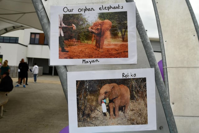 The school has adopted two orphaned elephants Mayan and Rokka