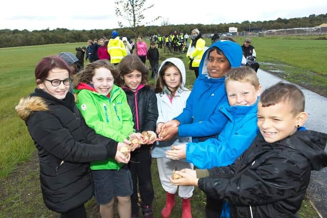 Local Winchburgh school children helped to plant the first daffodils at Auldcathie District Park.