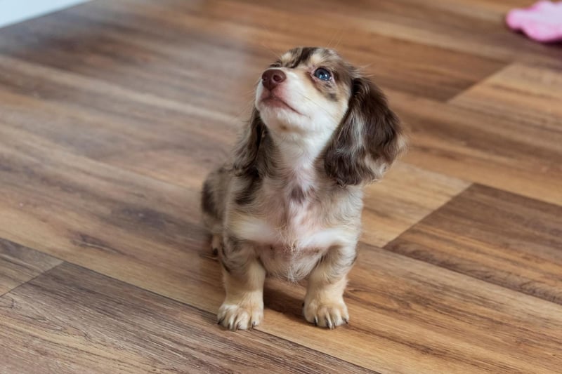 The second Sausage Dog on this list, the Miniature Long Haired Dachshund isn't quite as popular as its short haired cousin - with 2,228 registrations.