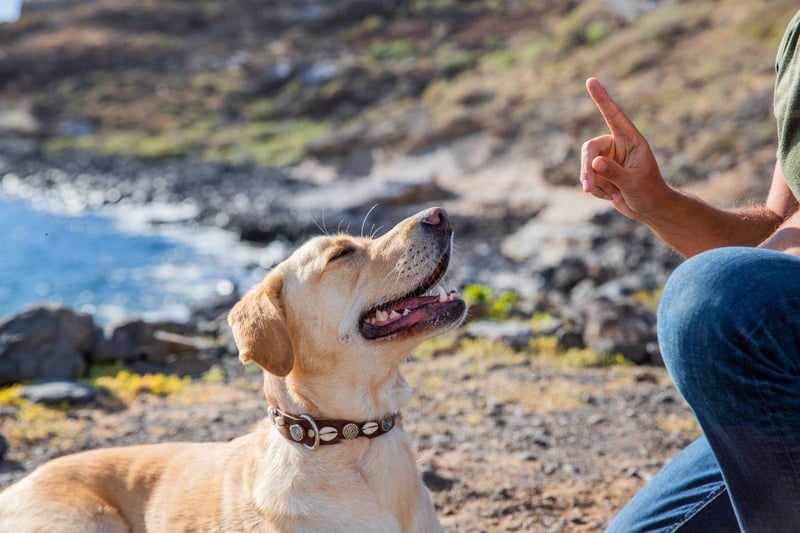 The adorable Labrador Retriever may have been the UK's most popular dog breed in 2020, but it's only seventh when it comes to obedience.