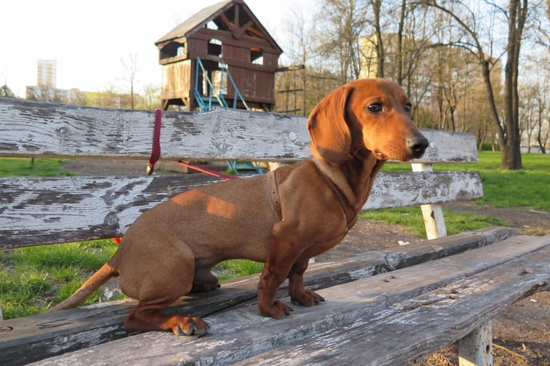 Completing the top 5 Dachshund names is Minnie. It's a Hebrew name meaning 'wished-for child'.