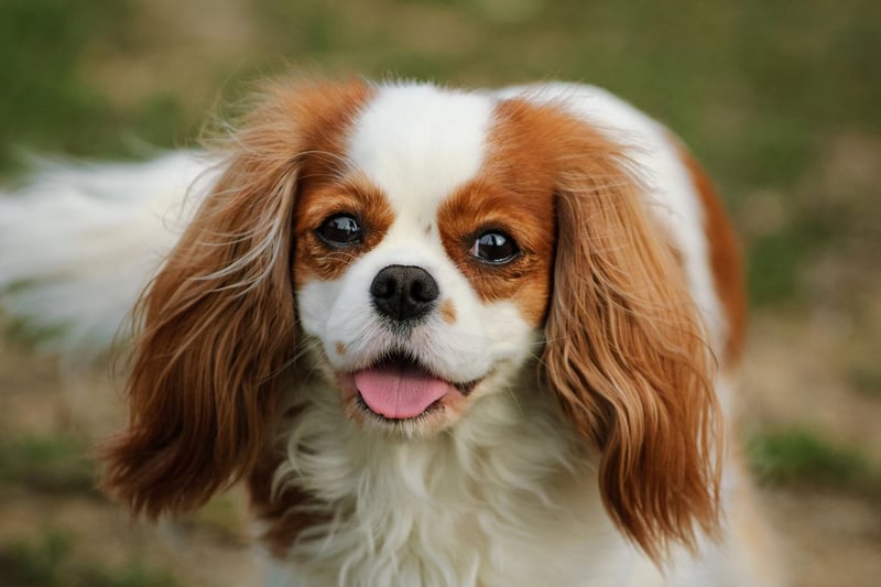 A total of 2,979 Cavalier King Charles Spaniels were registered in 2020, putting the wee dogs with the cute faces sixth on our list.