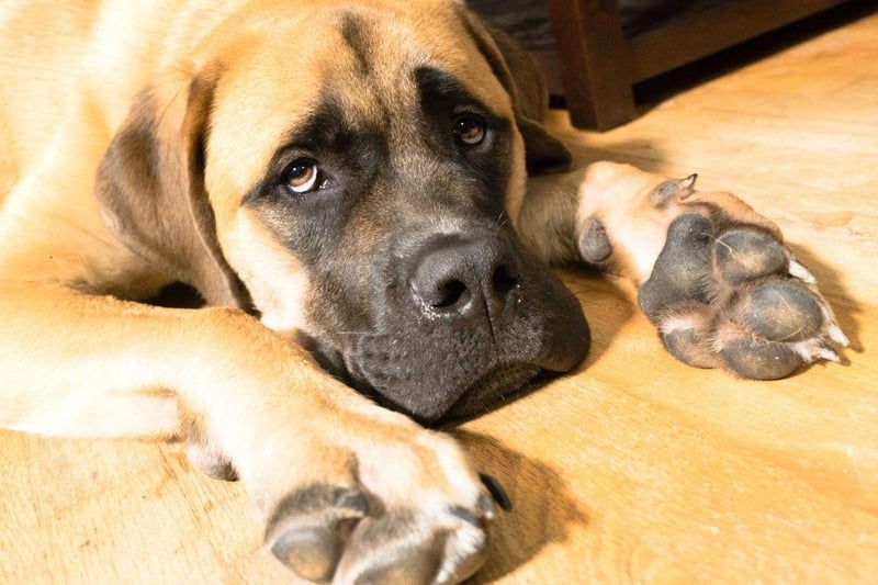 Huge and adorable The 12 largest breeds of dog