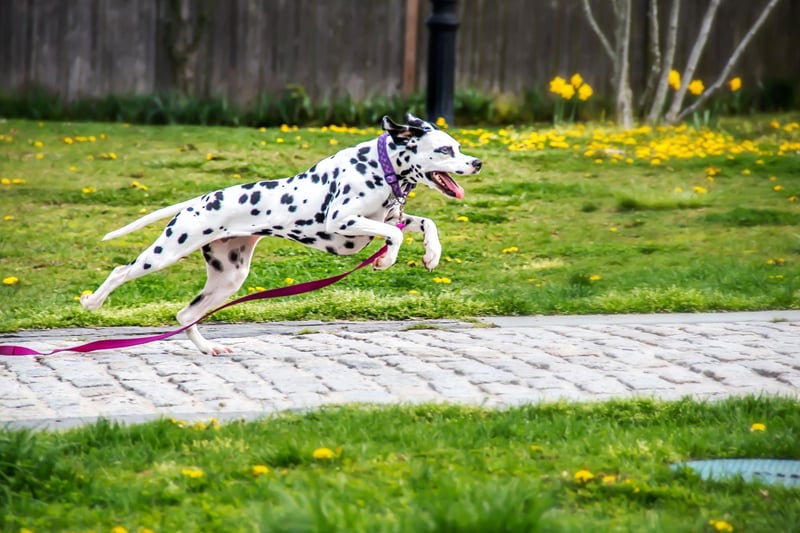 Dalmatians are a bit of a Jekyll and Hyde breed - they can be very obedient, but only when it's something they are happy to go along with. If it's not something they are keen on they can be obstinate, while poorly-trained Dalmations have a habit of jumping up, growling and snapping.