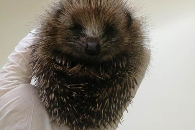 A three or four week old hoglet.  Pic: Scottish SPCA