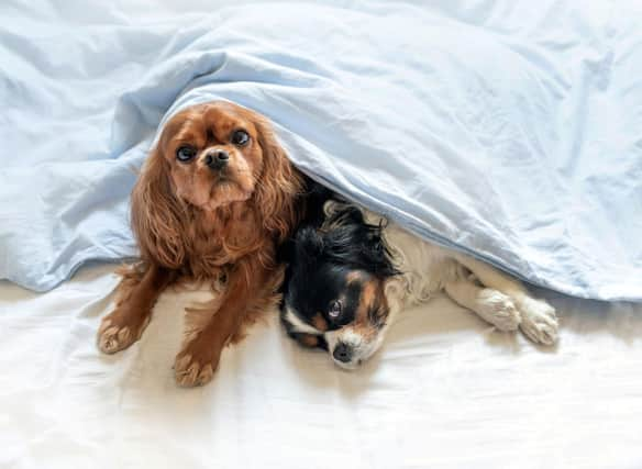 Some dogs make better bed buddies than others.