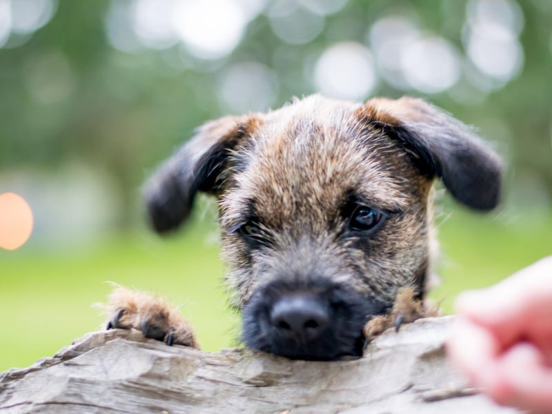While Border Terriers are now mainly beloved family pets, they were originally bred to flush out and kill foxes, as well as hunting vermin, badgers and even otters.