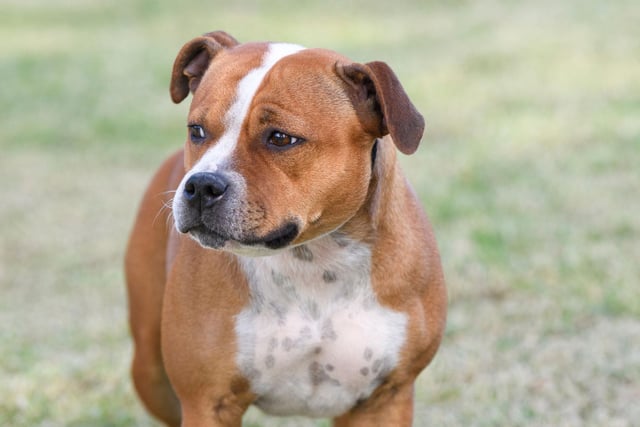 The Staffordshire Bull Terrier is a trendy dog breed with equally fashionable musical tastes - they're all about the lyrics, favouring rap and trap.