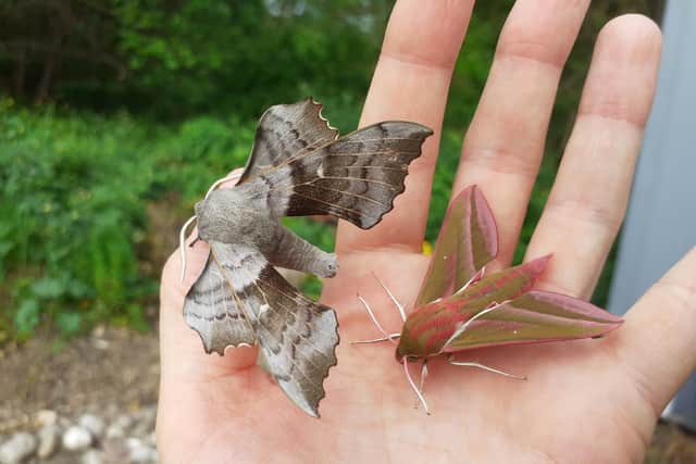 There will also be a chance to learn more about marvellous moths with the Muiravonside rangers.  (Pic: Muiravonside Country Park)