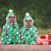 Christmas should be a happy time for both humans and their beloved four-legged friends.