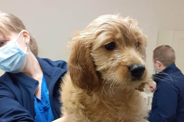 In safe hands now: One of the rescued cockapoo pups.