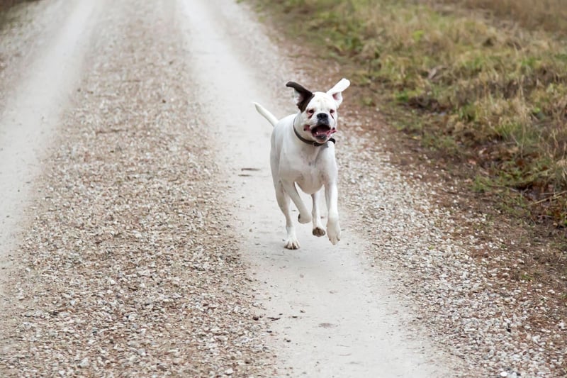 Best Dogs For Running
