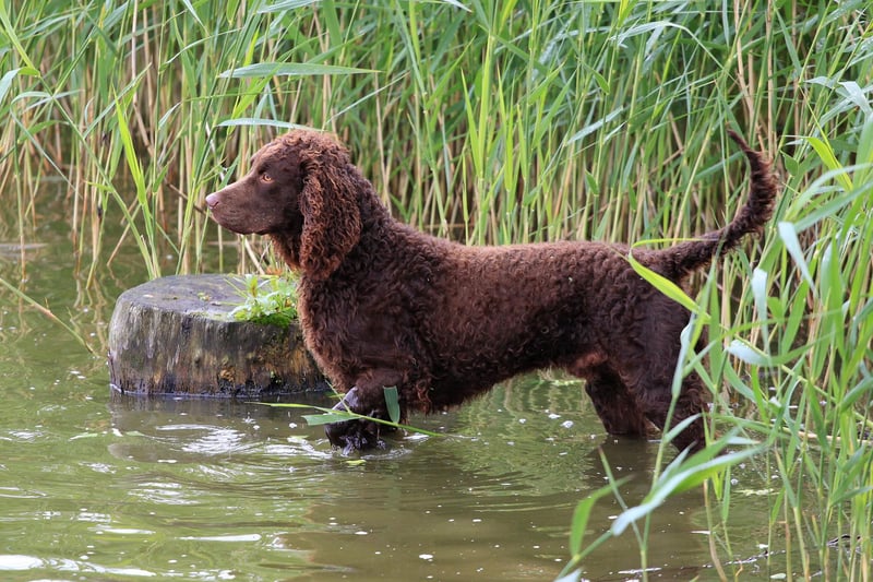 One of the rarest breeds of spaniel, the American Water Spaniel shares it's more common cousins' soft mouth. They were originally bred in the American state of Wisconsin - where they remain the state dog - and also have a curly double coat to keep them warm while retrieving prey from ice-cold winter waters.