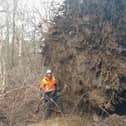 This is just one of thousands of trees brought down by Storm Éowyn the team has been dealing with.